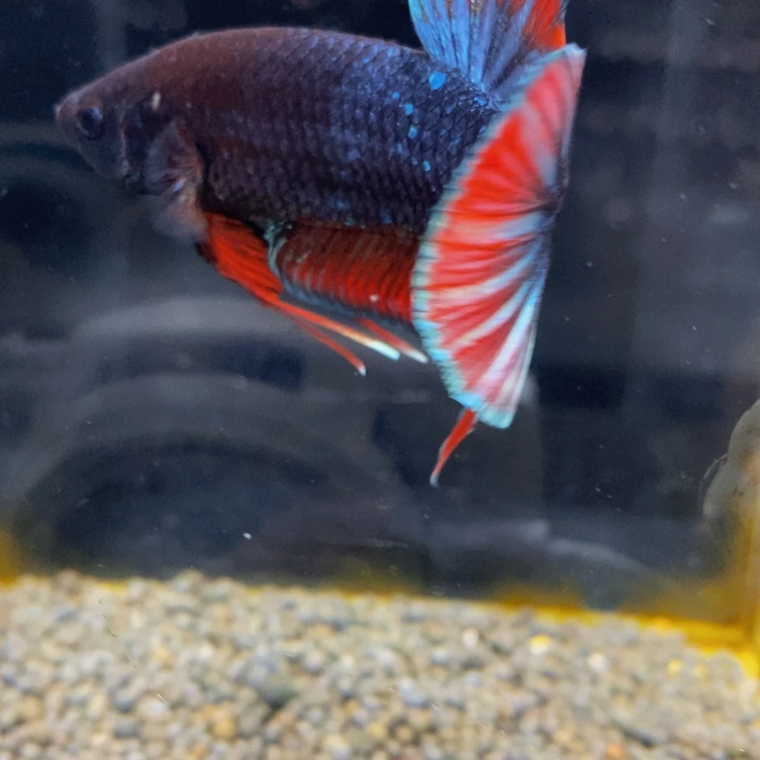 斗鱼257巨斗111111