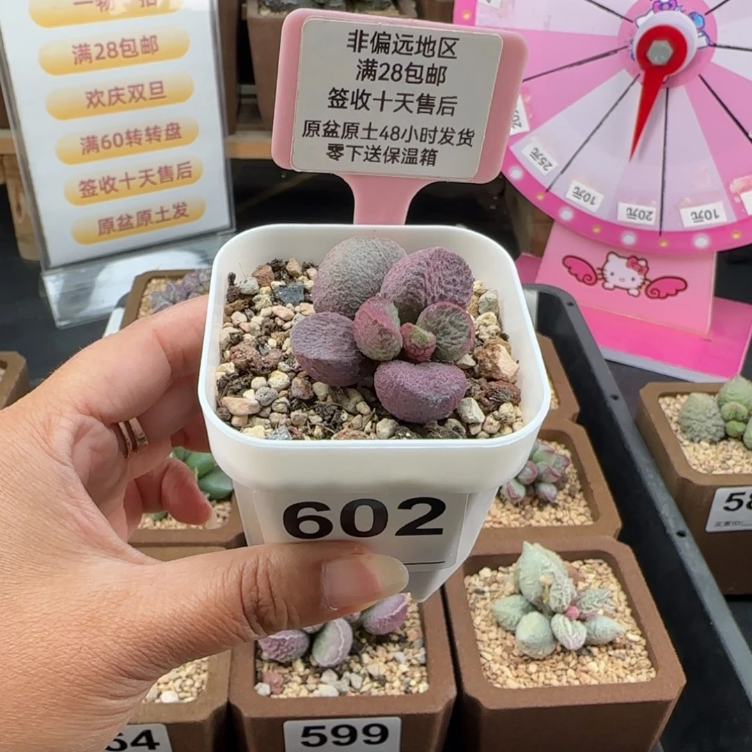 晒***晒602红烧肉多肉植物