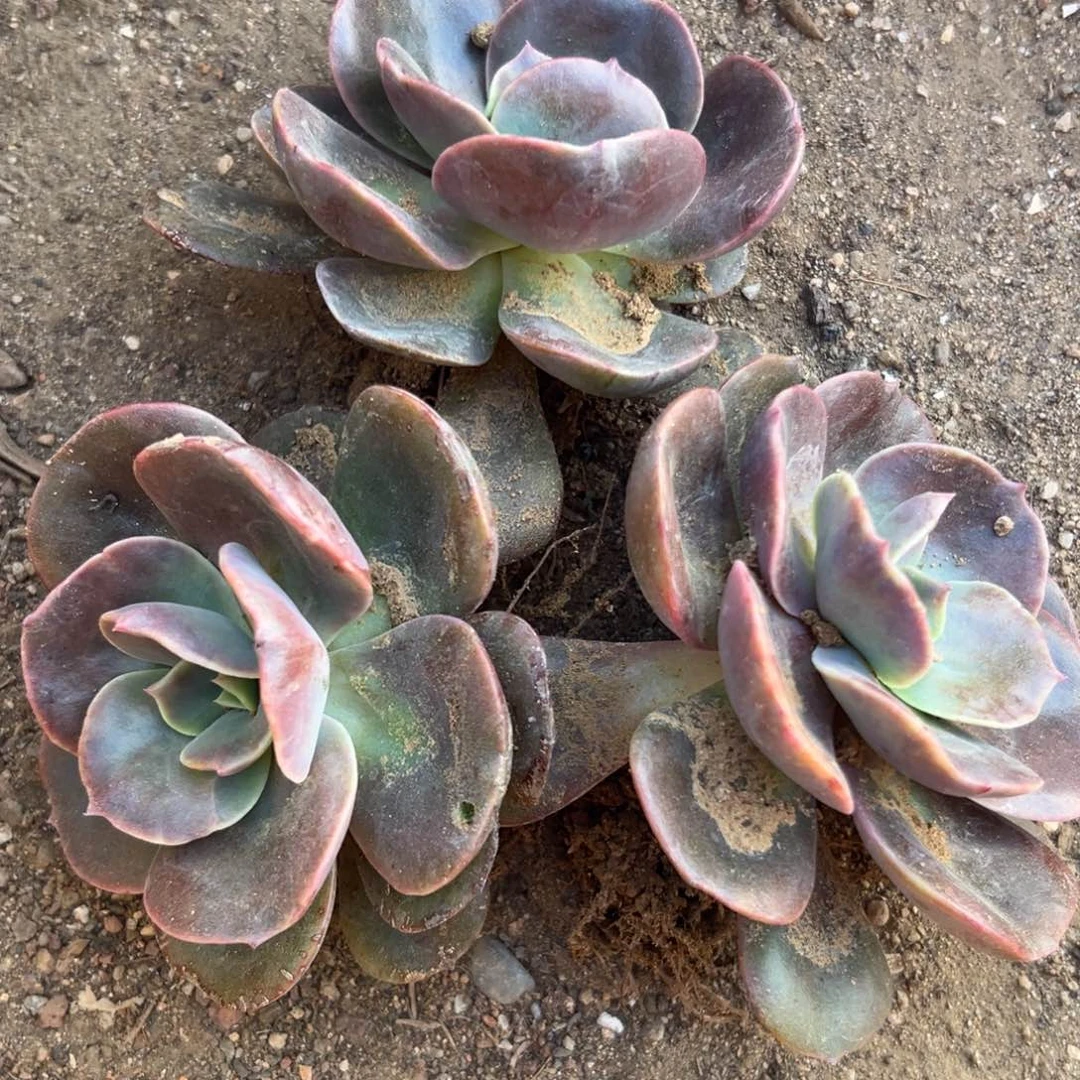 碧*?多肉植物厚叶玫瑰