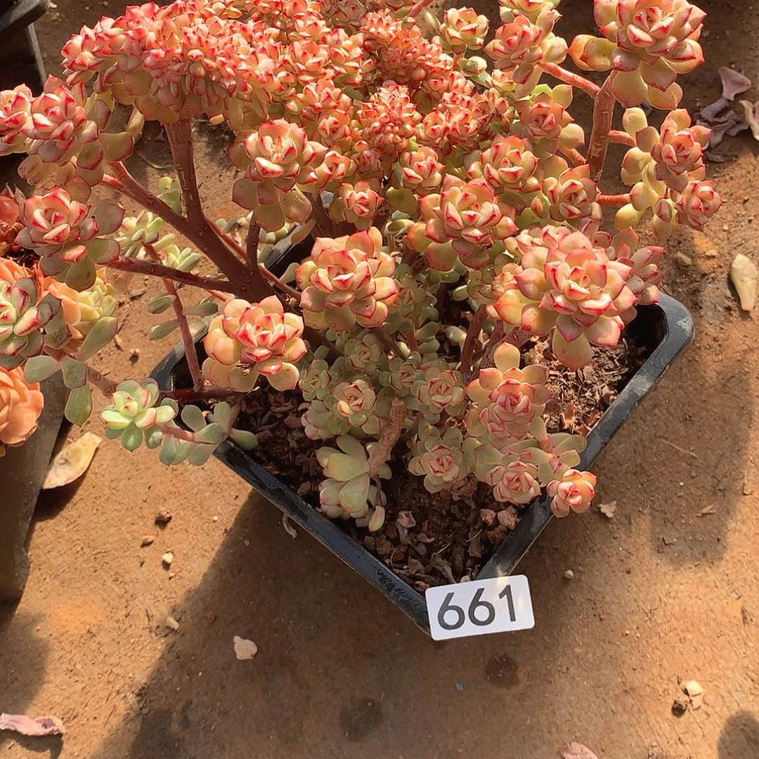 661 一物一拍多肉