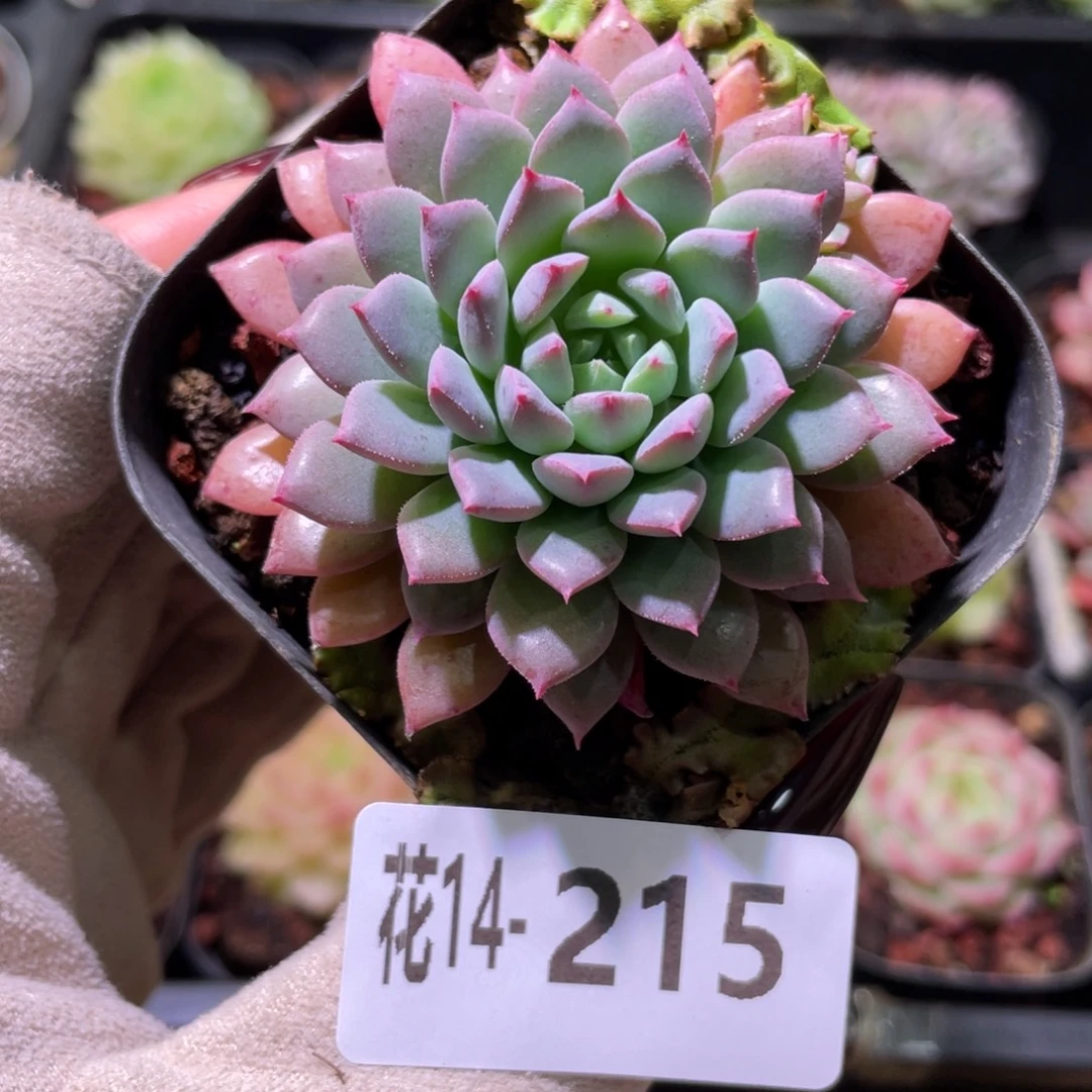 花利美14-215莱恩小精灵