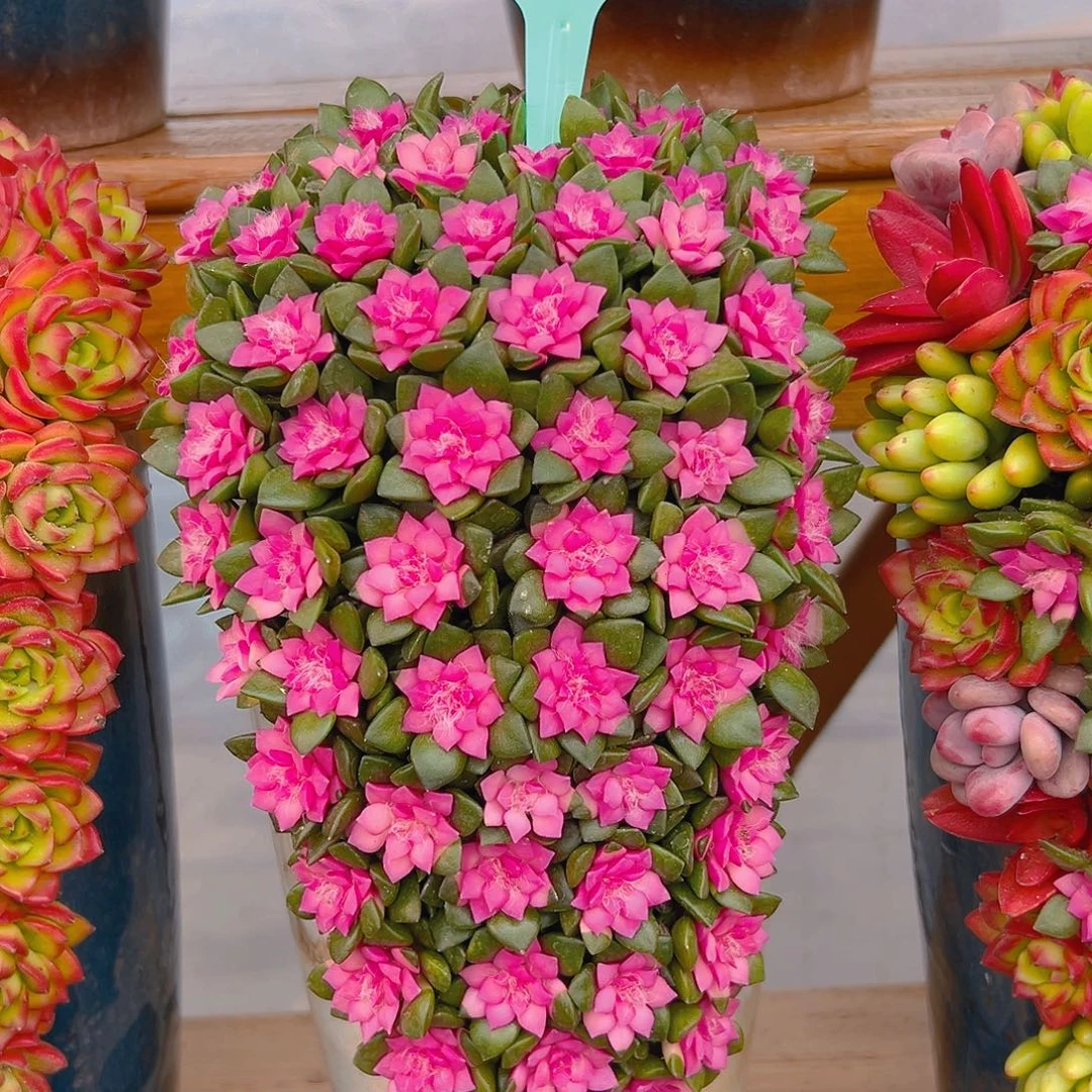 003➕012多肉组合花园