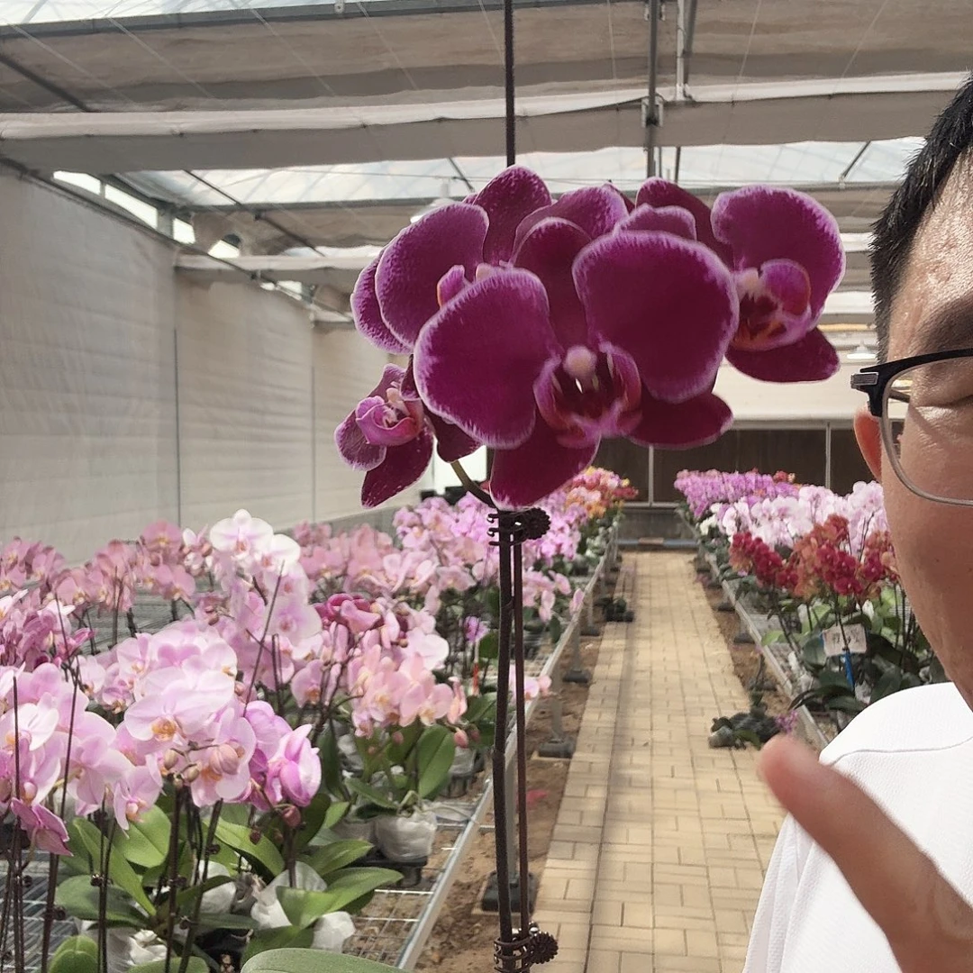 完全开放蒙彼利埃3.5