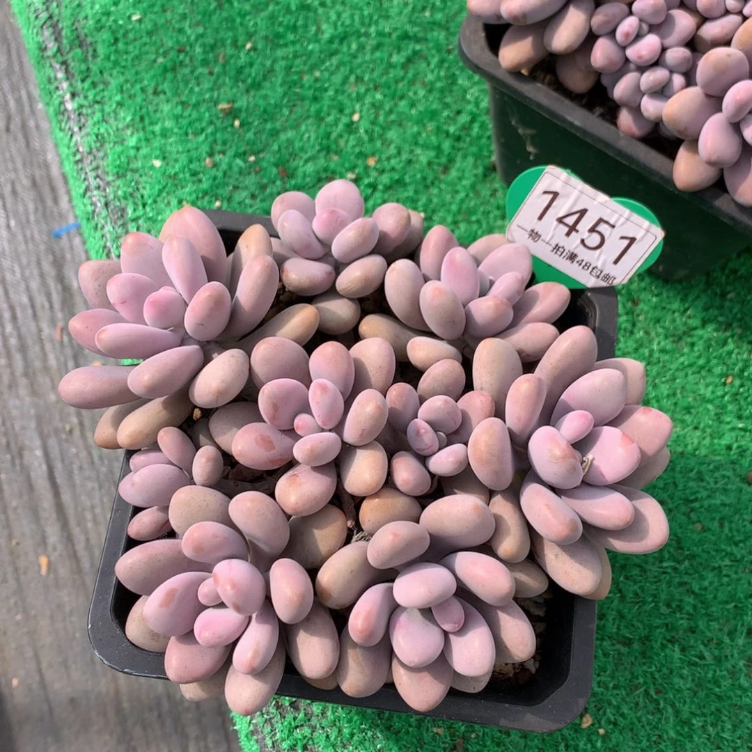 桃蛋矮桩平头无砍1451