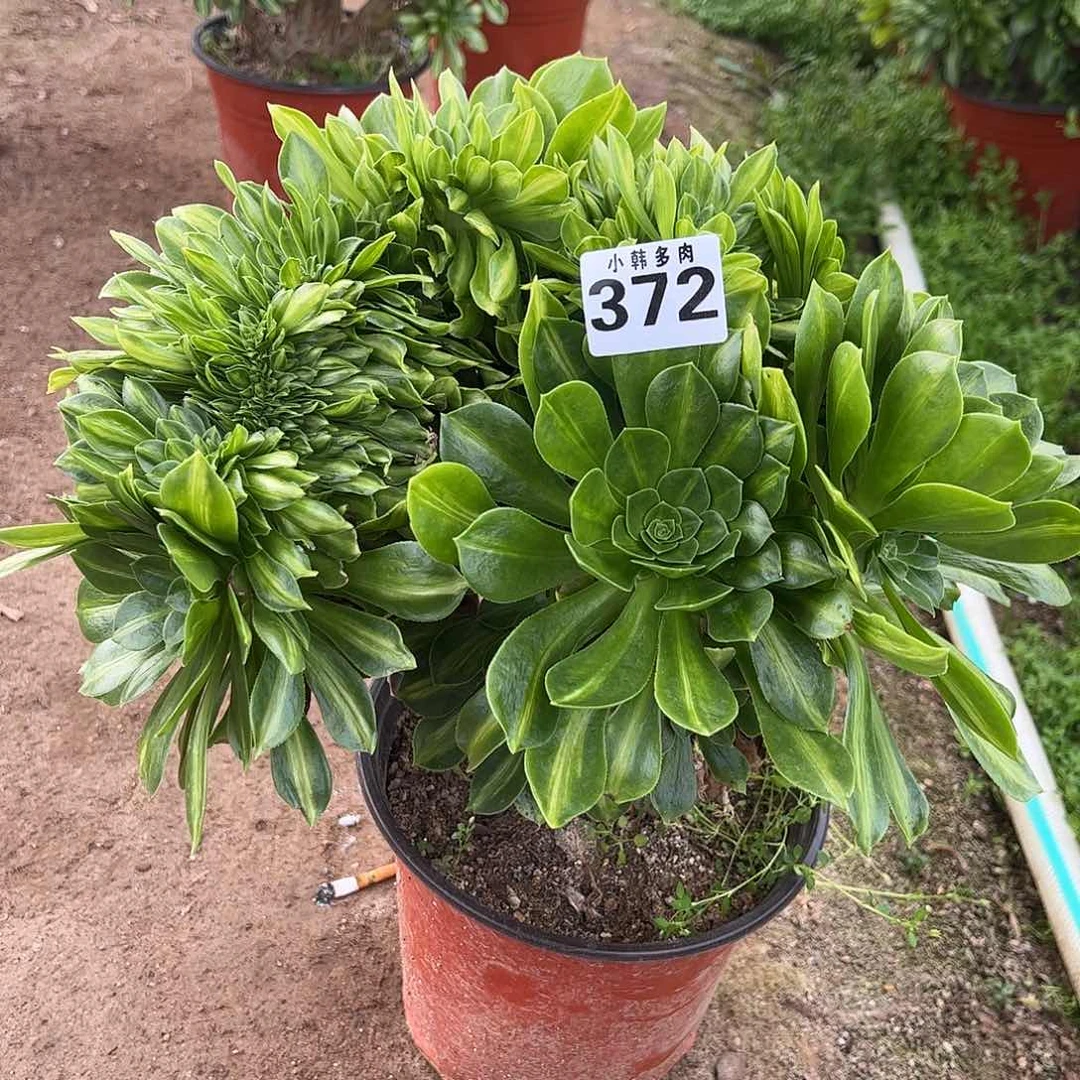 372夜光杯缀化一颗