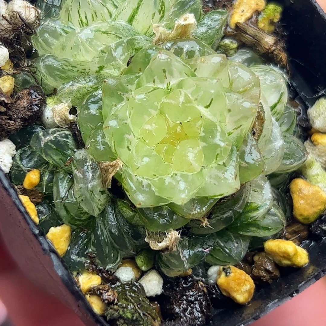 翠云锦群生十二卷多肉植物
