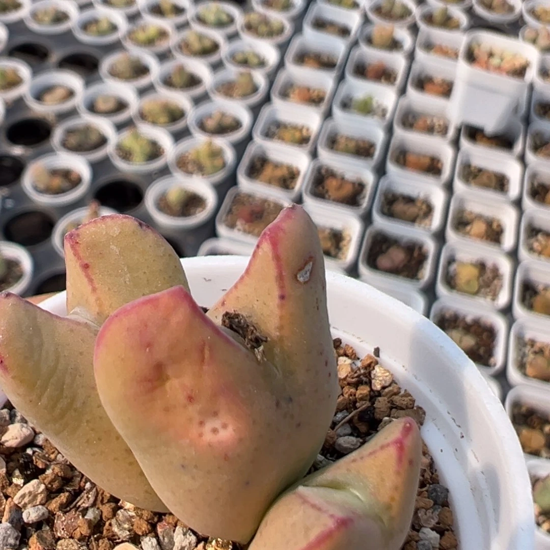 胡*图106多肉植物百科知识