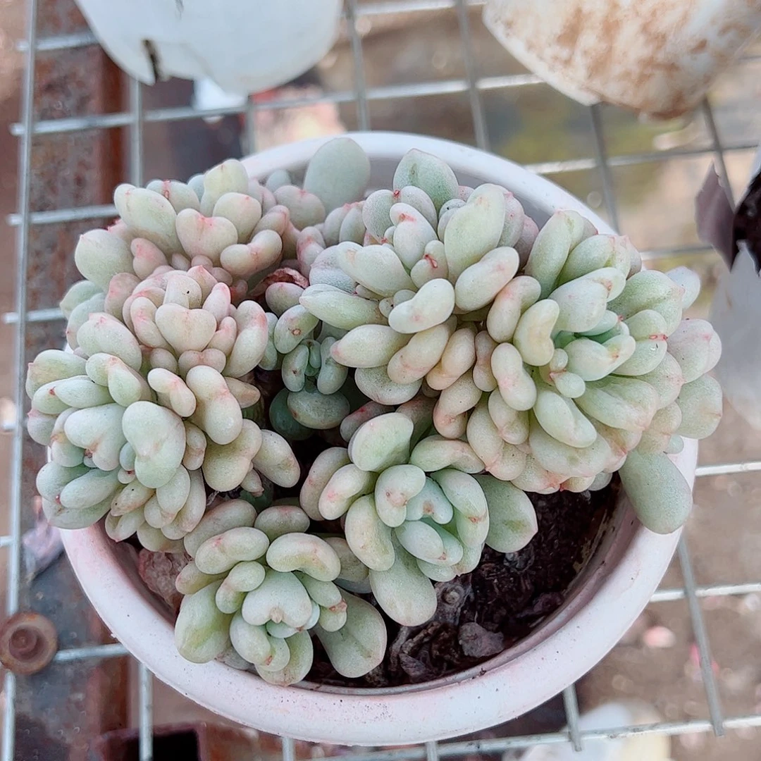 比尔盖茨多头群生精品特价