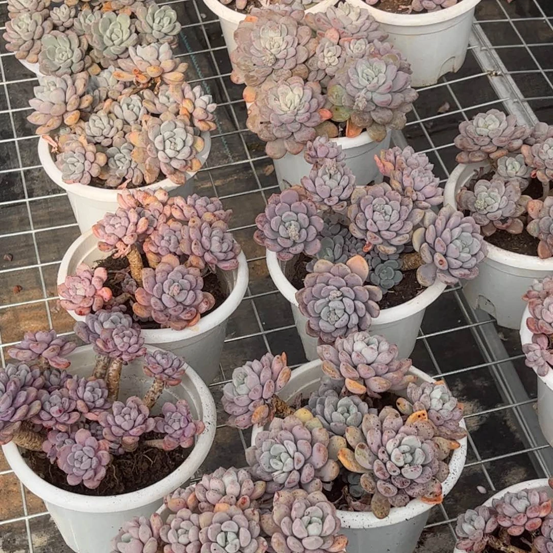 白露一颗一单包邮