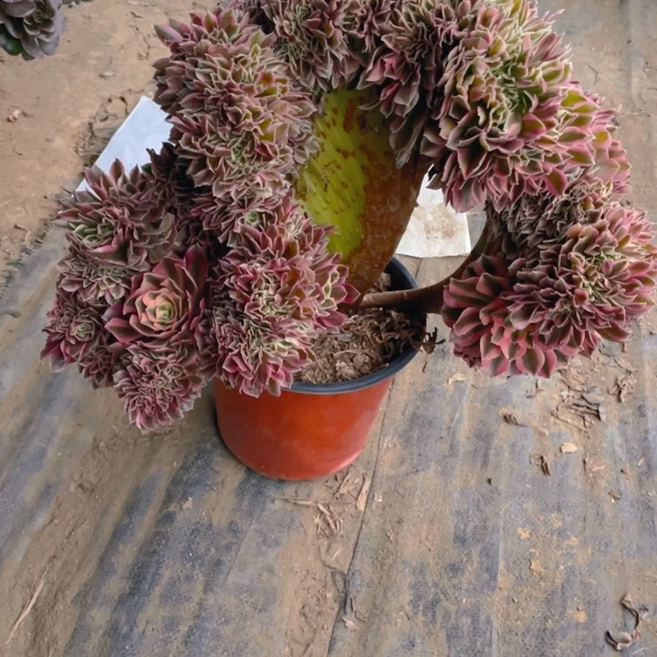 M**怕多肉粉女巫缀化214