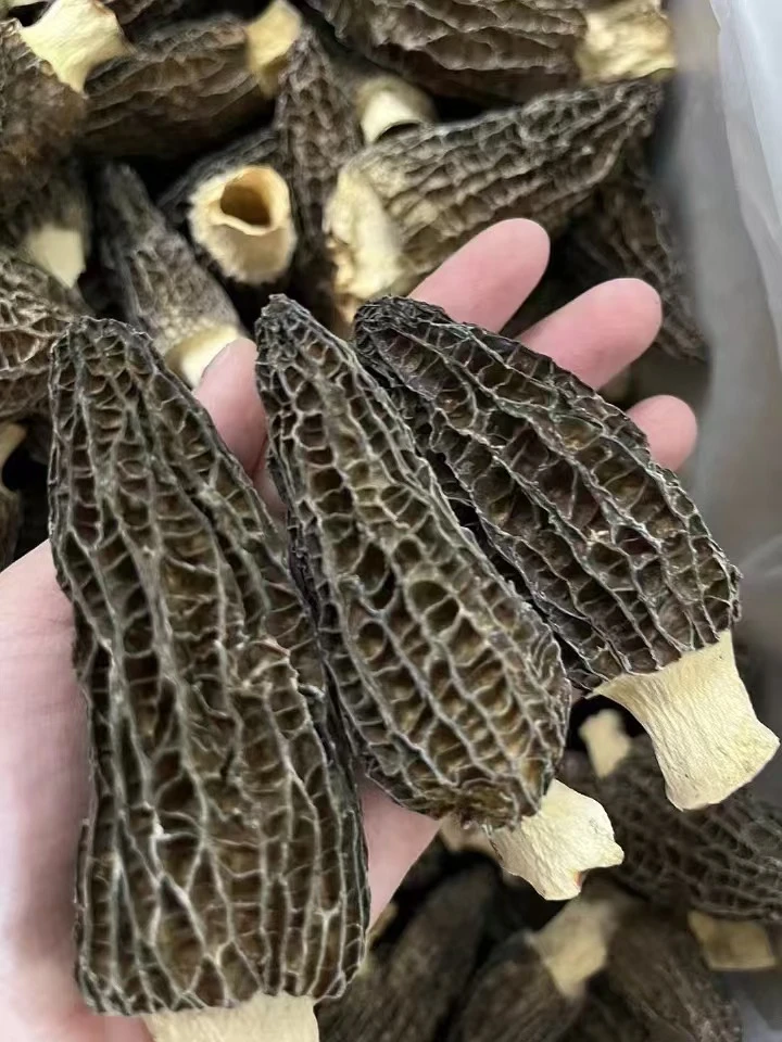 小老板的正品头茬羊肚菌干货厚肉优质菌菇煲汤菌类