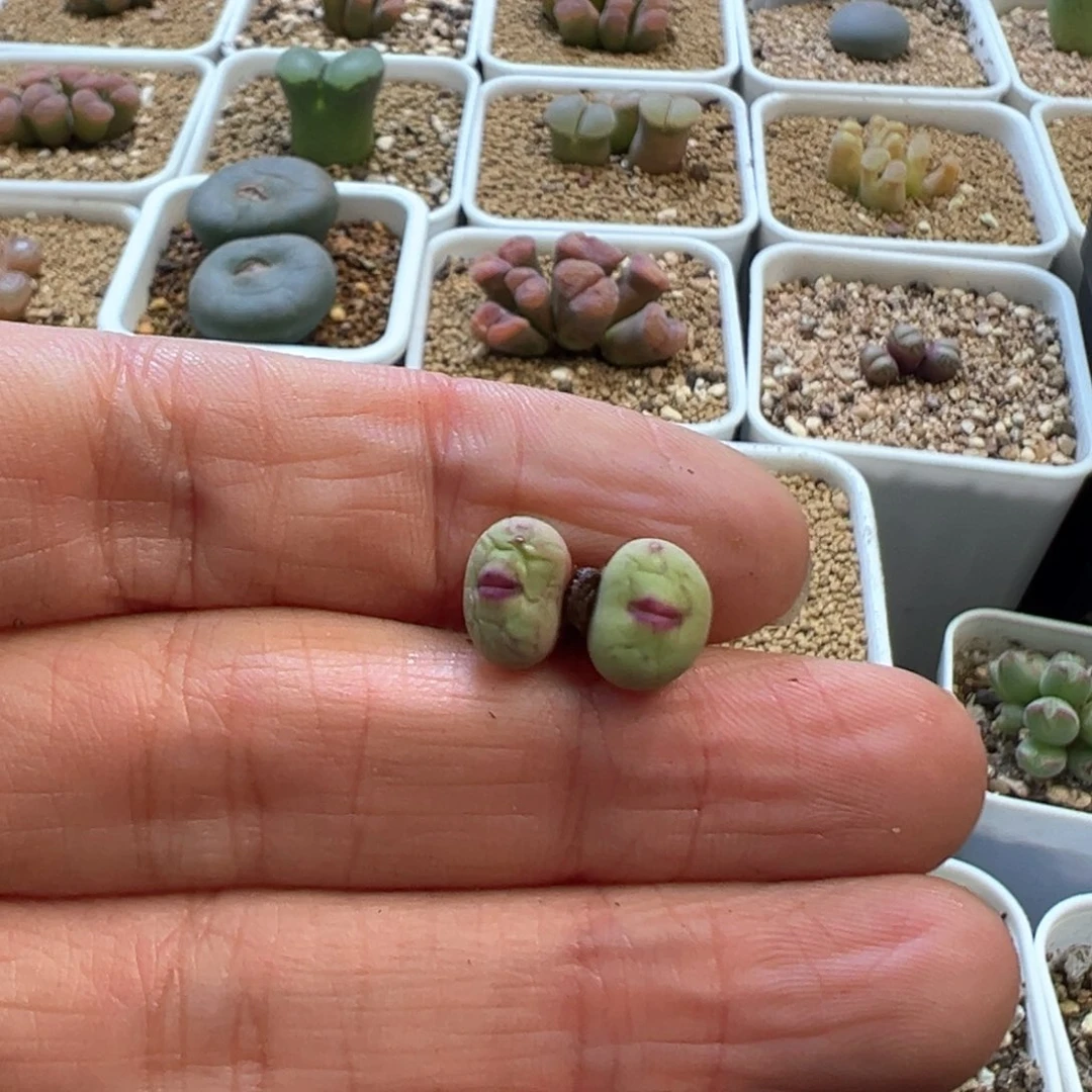 糖****豆豆豆专拍 肉锥植物