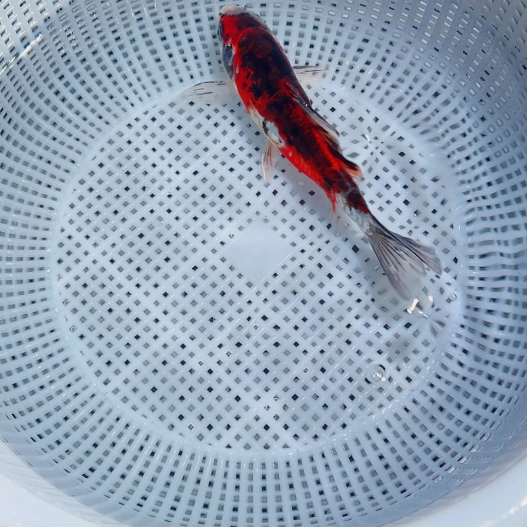 锦鲤锦鲤观赏鱼1111
