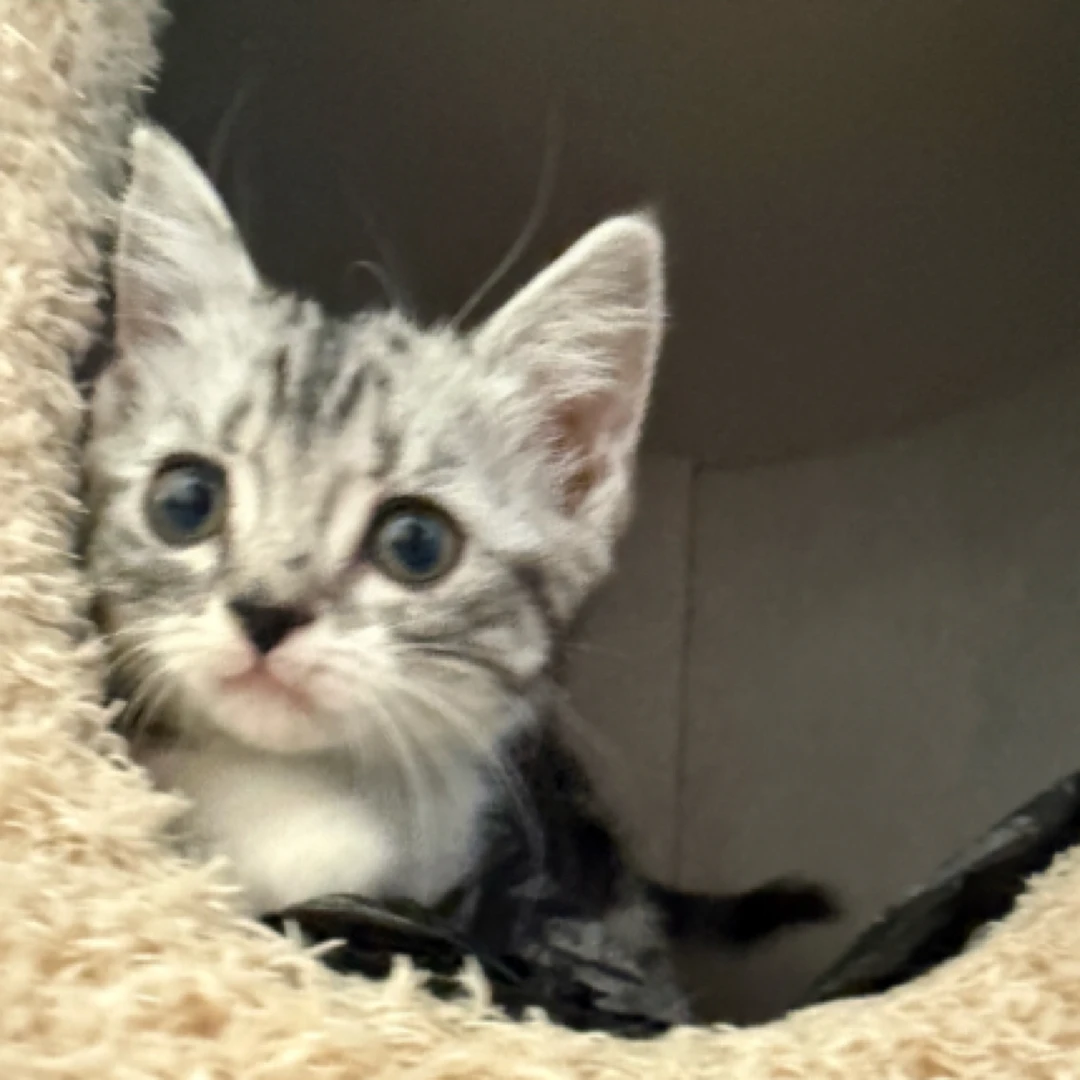 矮脚黑鼻小猫-矮脚猫