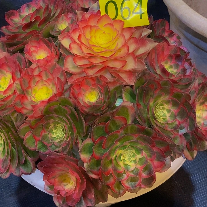 一***┾0064多肉植物粉玉芙蓉