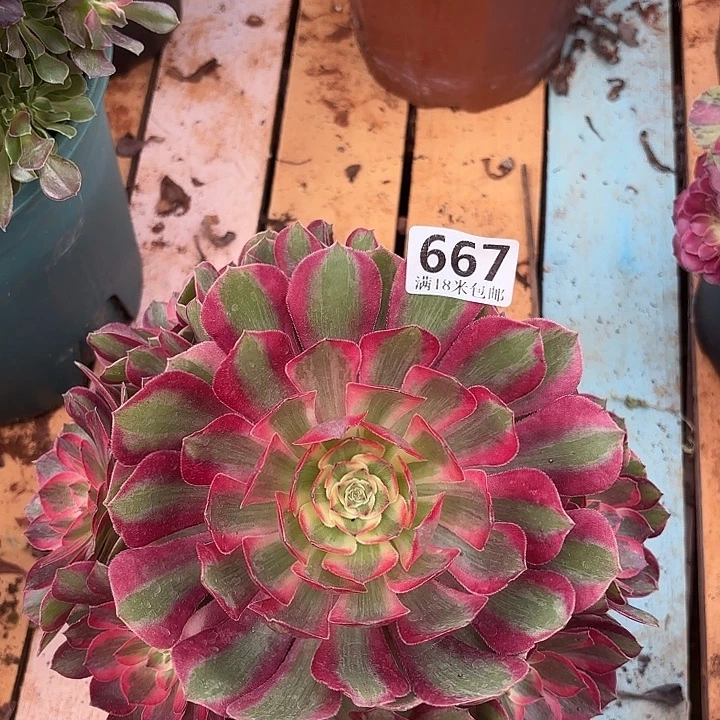 667赤子心掌心多肉法师锦不包侧枝断枝