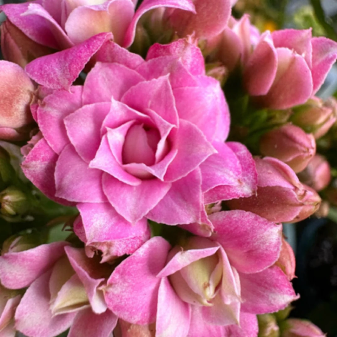 （胭脂雪110盆）重瓣长寿花 室内懒人花盆栽 基地直发