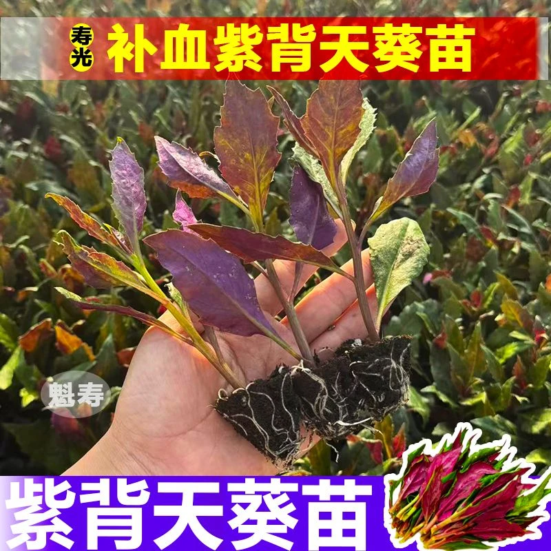紫背天葵苗补血菜血皮菜四季盆栽阳台红凤菜苗观音菜苗紫背菜种苗