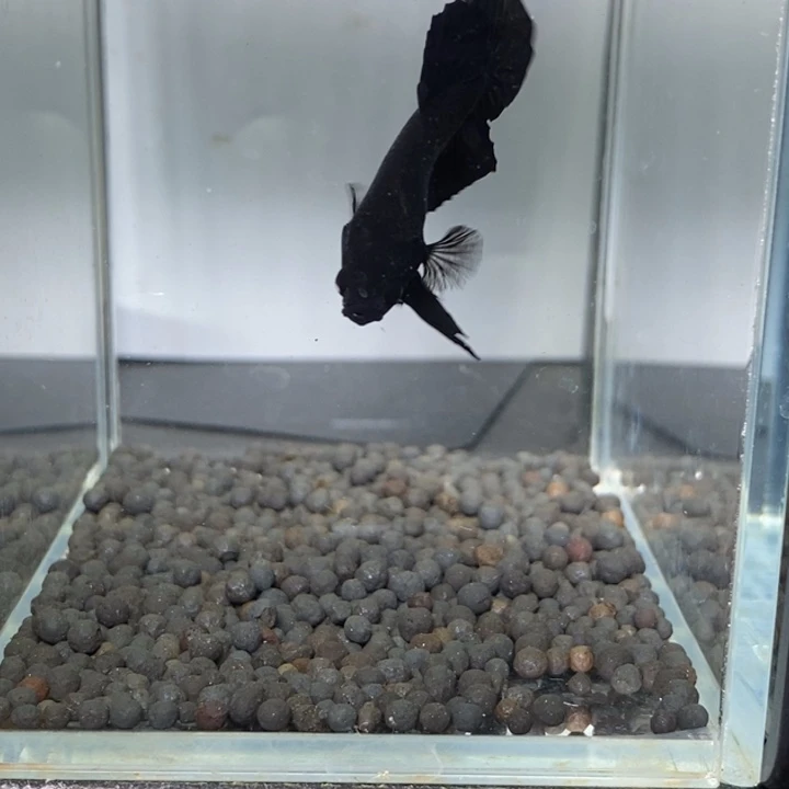 斗鱼泰国斗鱼85号