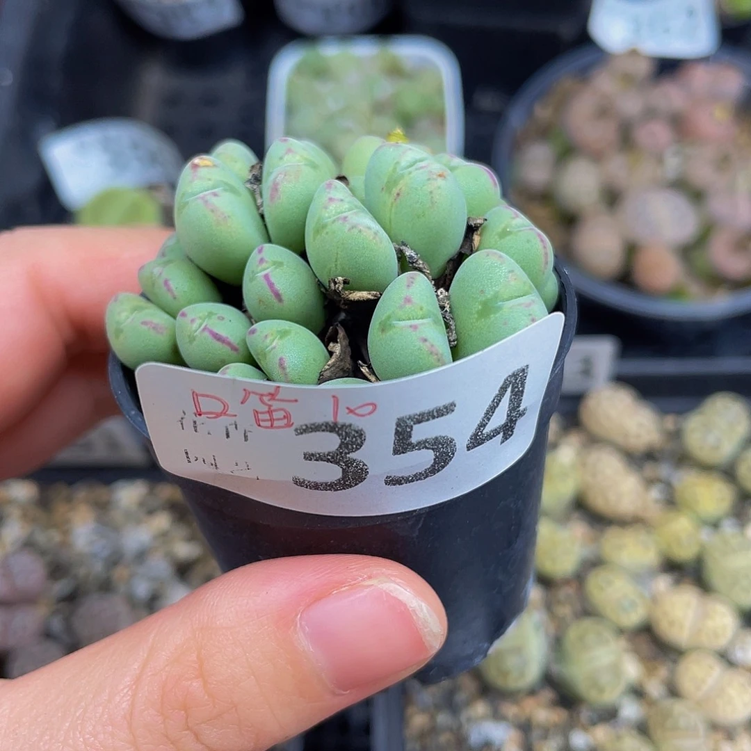 35400000花花花花花花