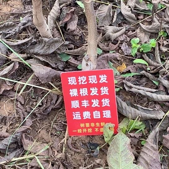K***i吊坠文玩核桃文山蛤蟆乾隆磨秦闷各一颗