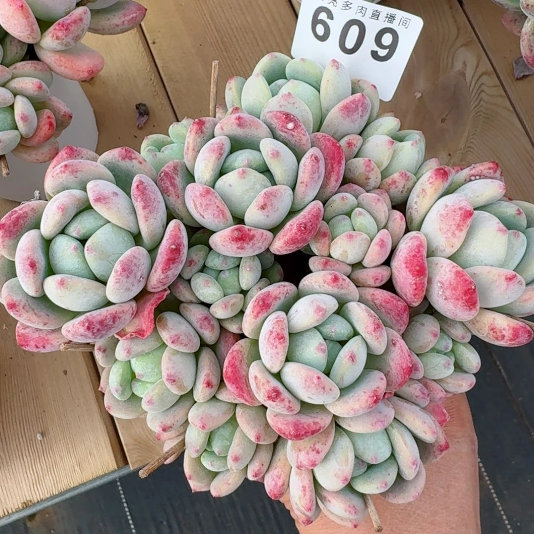 望舒           精美多肉