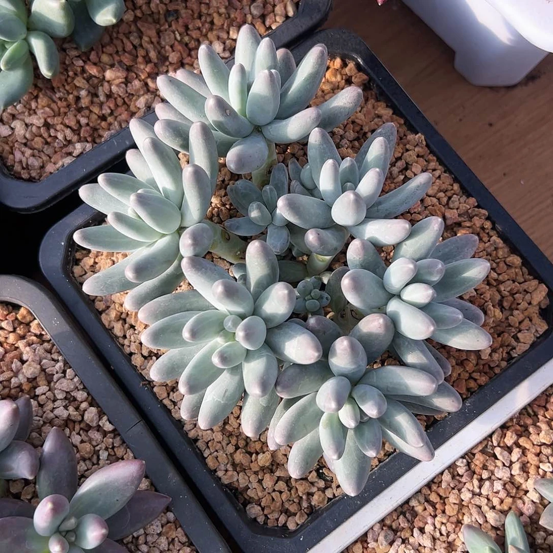 【闪购商品】奶福利