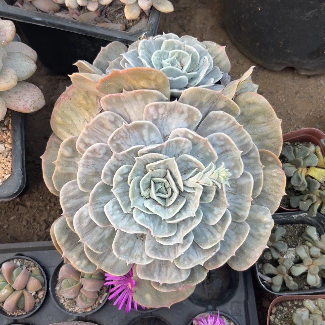 多肉植物多肉植物