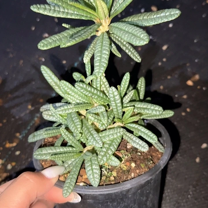 多肉植物泡泡叶巨硫桑