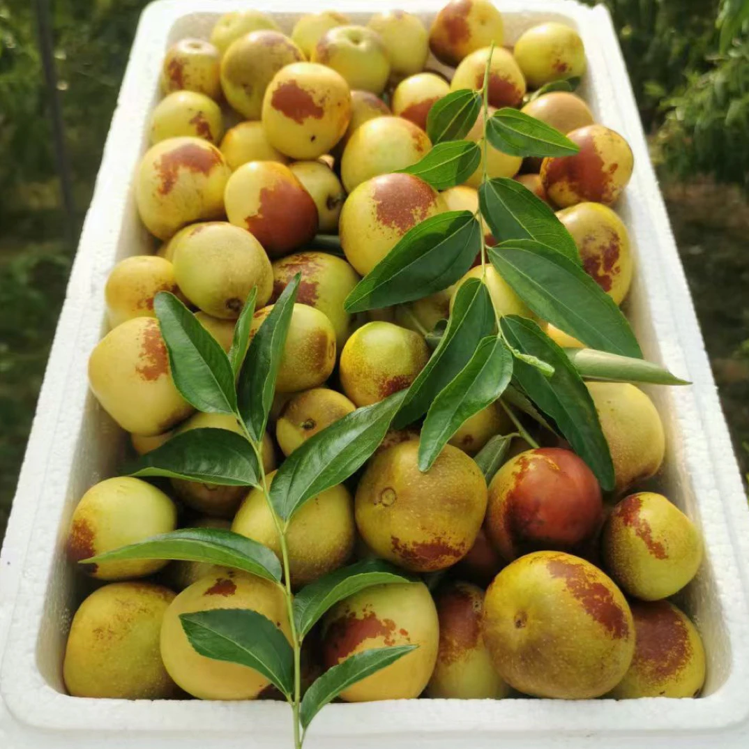 正宗沾化冬枣，大棚2025一代冬枣新鲜水果大枣鲜枣