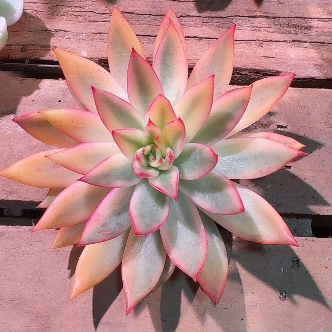 庆山锦多肉多肉多肉