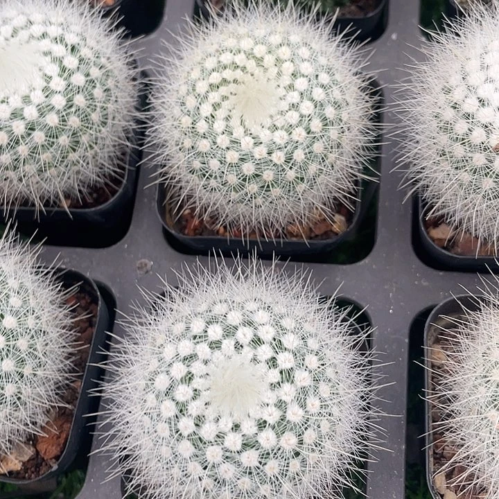 小单头白小丁满25包邮