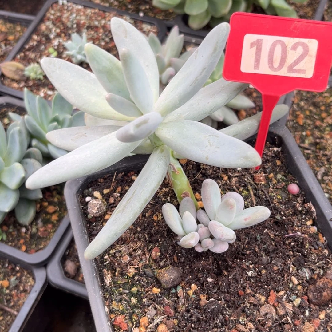 企鹅多肉植物102