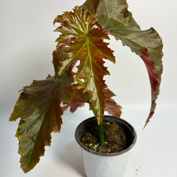 容若秋海棠 3叶及以上 网红植物 竹节秋海棠 好养植物 新手推荐