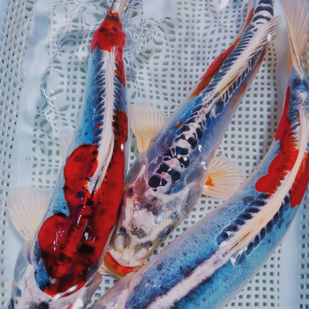 海水鱼锦鲤观赏鱼117