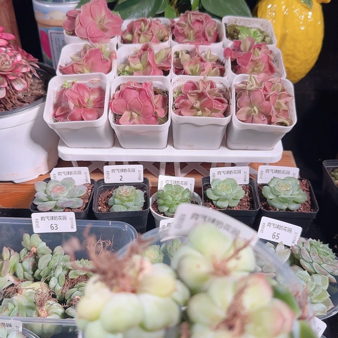 肉气球的花园0805-72