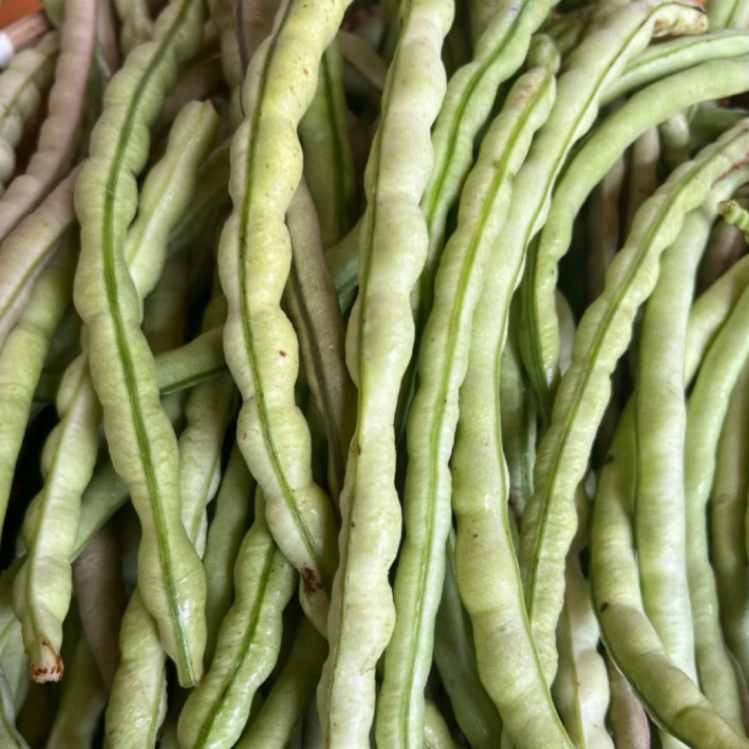 湖北红安农家肥种植地缸豆胖缸豆短缸豆现摘现发京东包邮