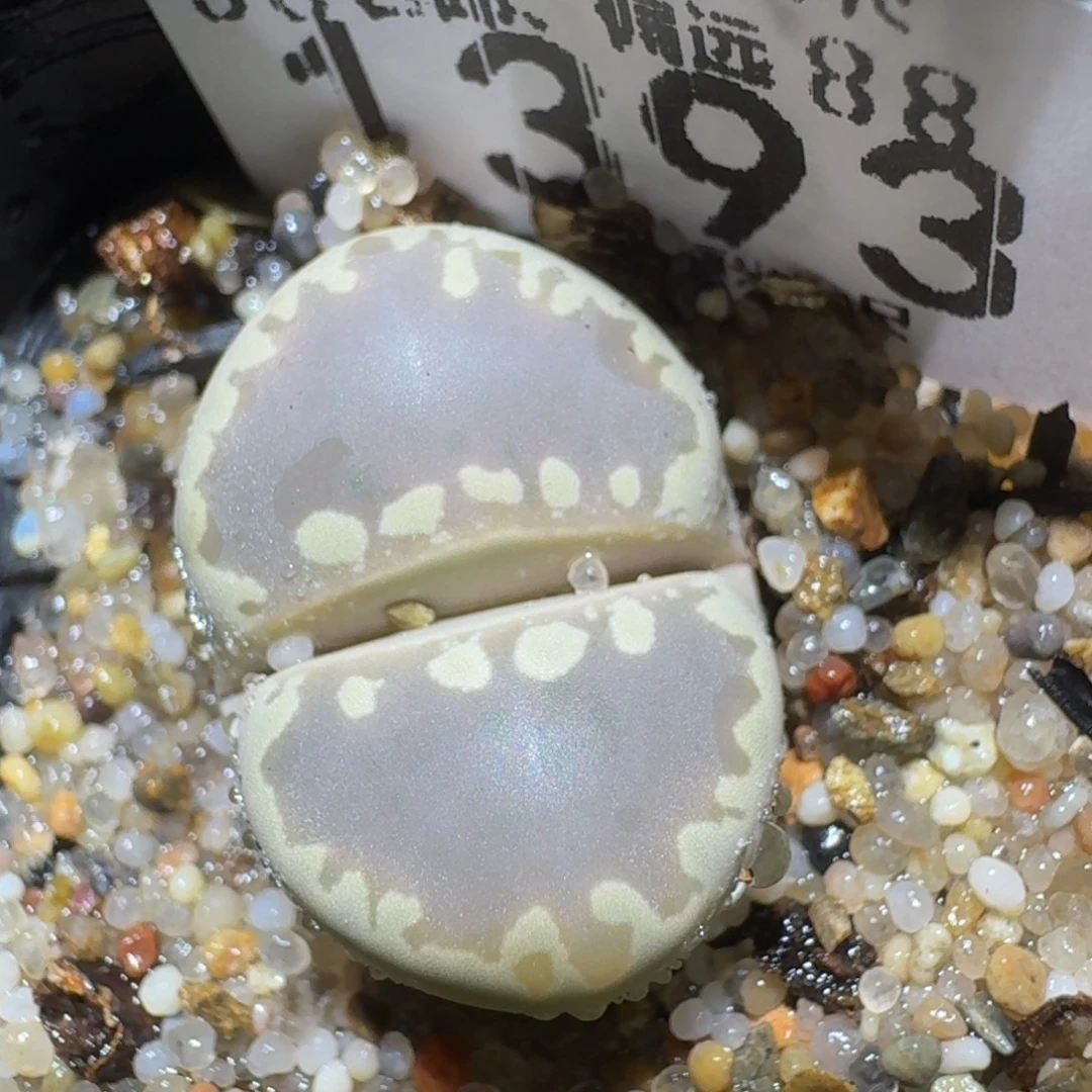 Zzzz精品生石花1393