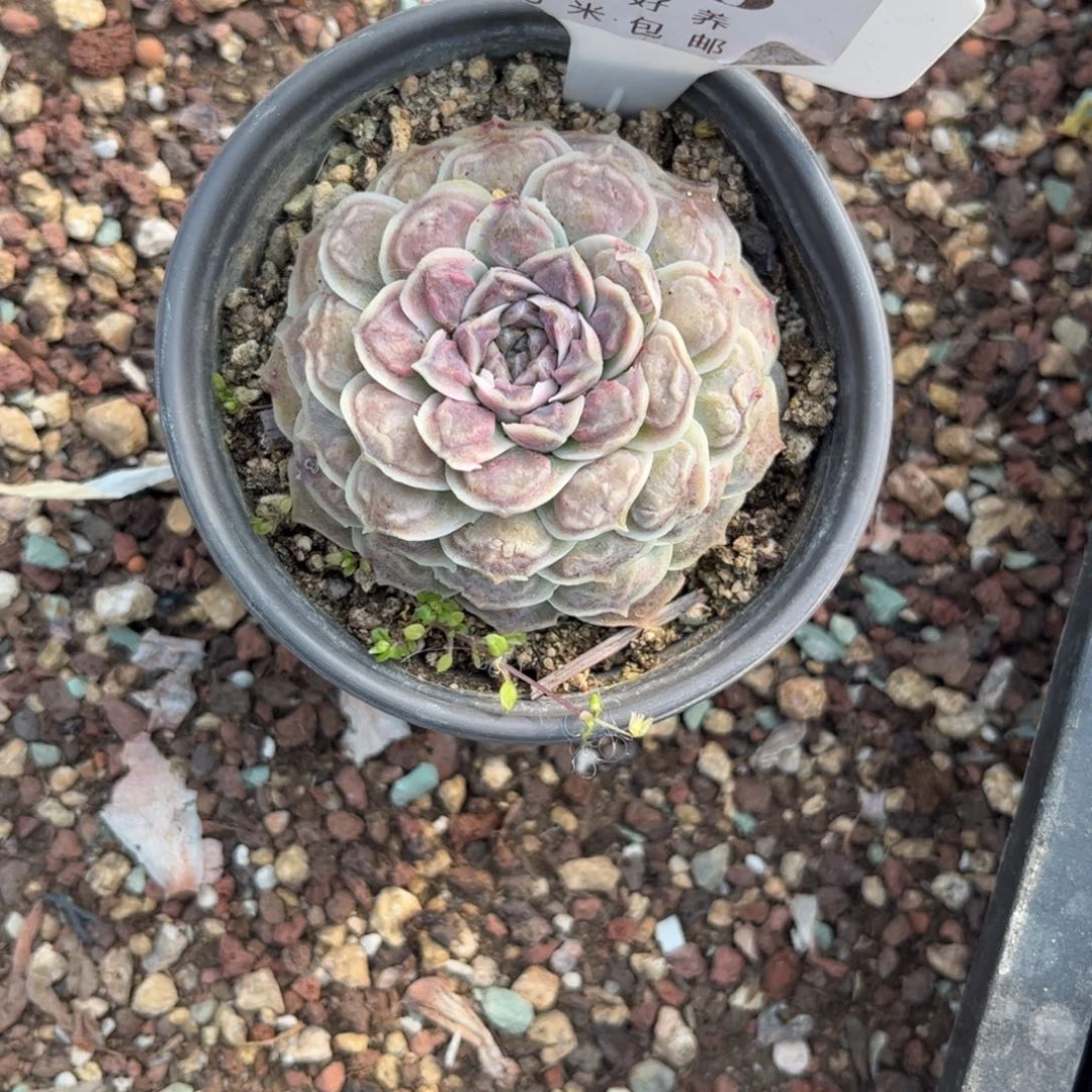 柚**甜多肉植物111111111