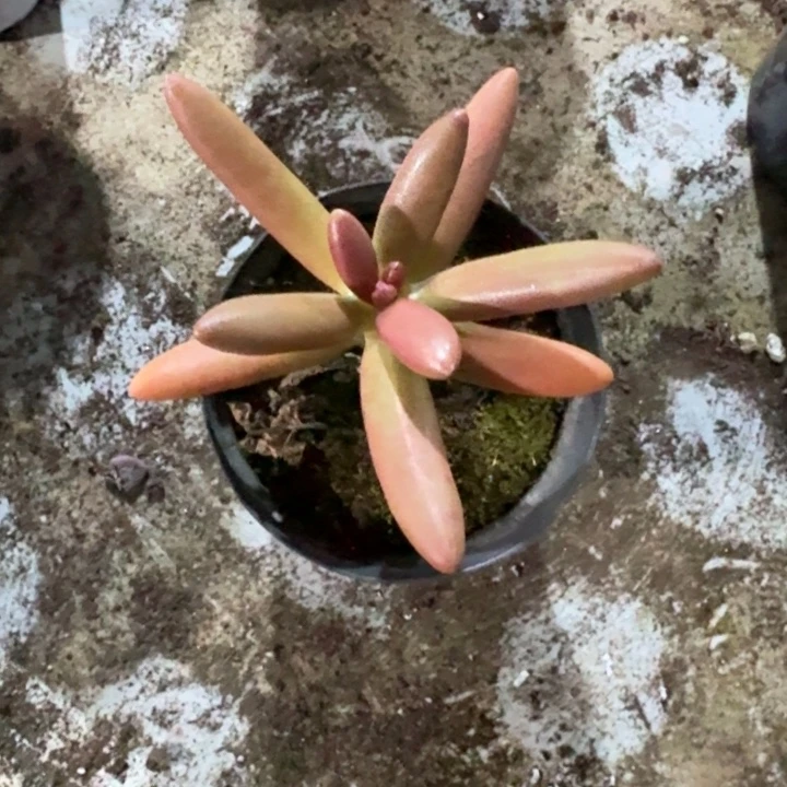 椰子树新号福利价