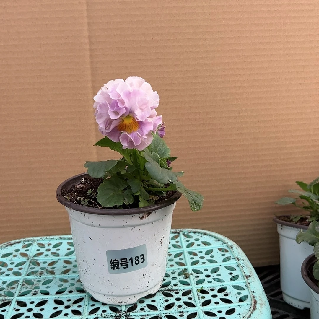 【闪购商品】完全开放183号