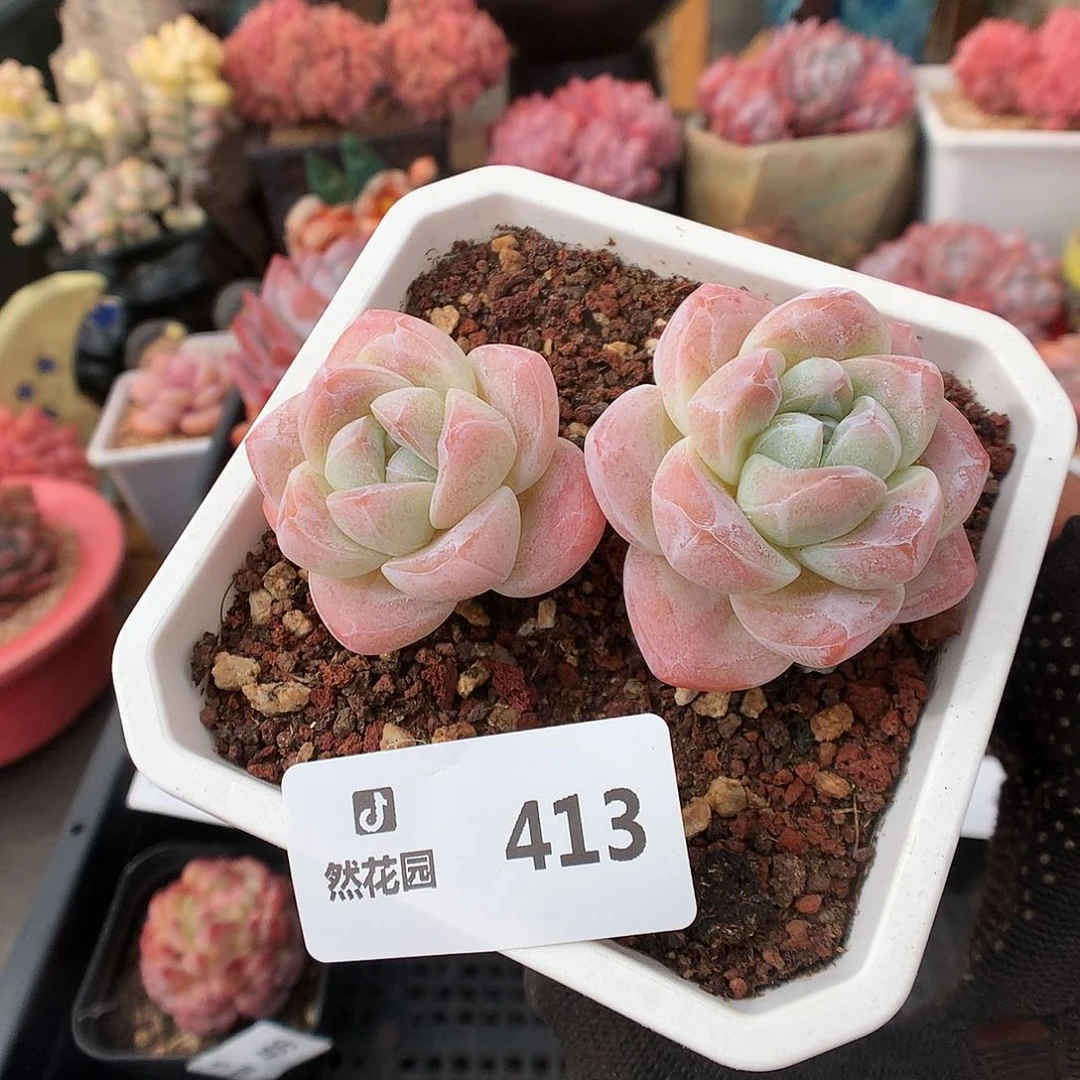 413冰玉多肉植物666