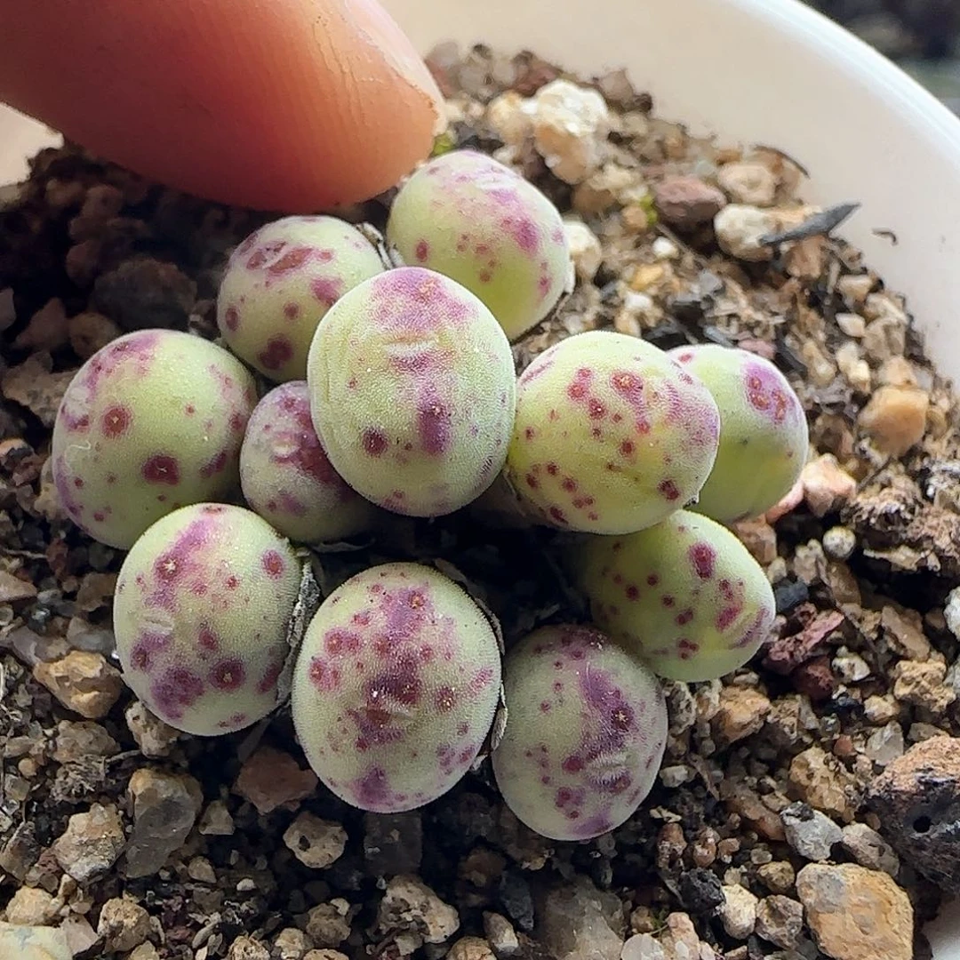 菜****开28包邮脱土发货28530
