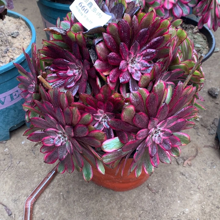 660紫霞多肉植物特价