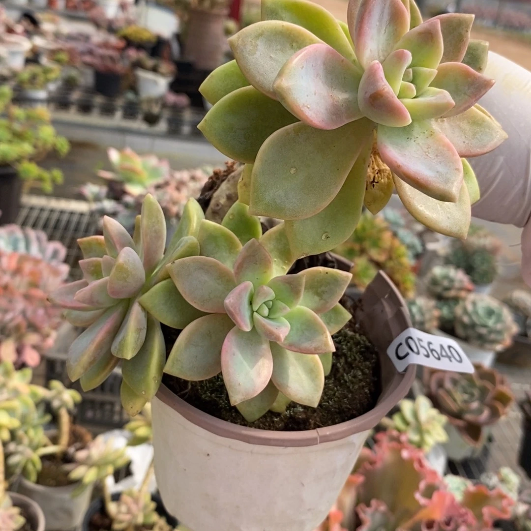 5640紫雾老桩一物一拍