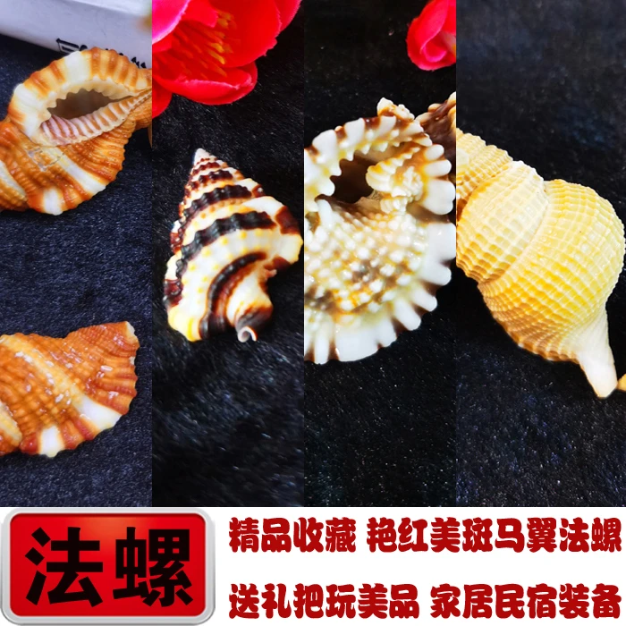 艳红美法螺斑马翼法螺扭法螺毛扭法螺海螺贝壳地中海家居鱼缸造景