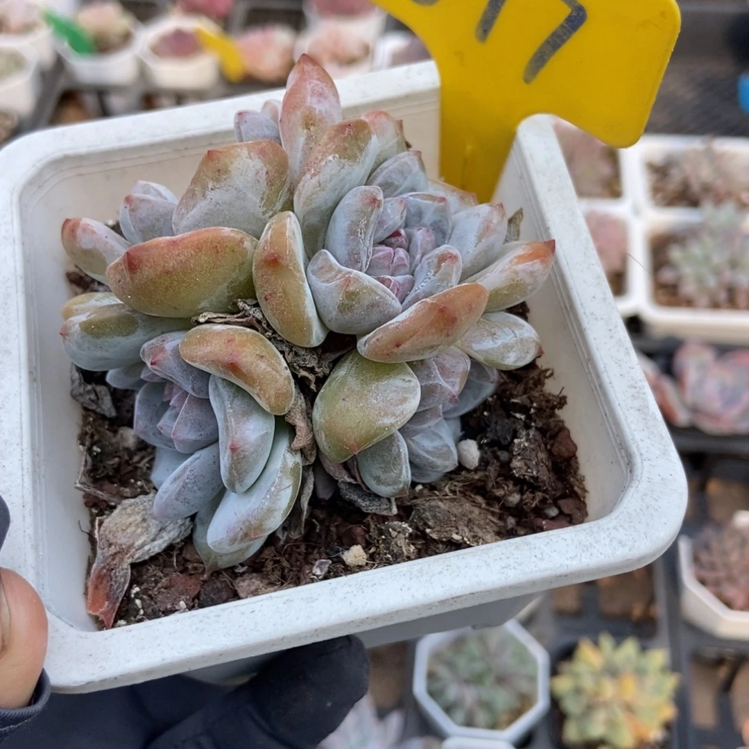 877石榴籽多肉植物多肉