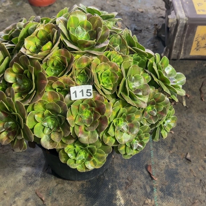 粉女巫中班115多肉法师一物一拍