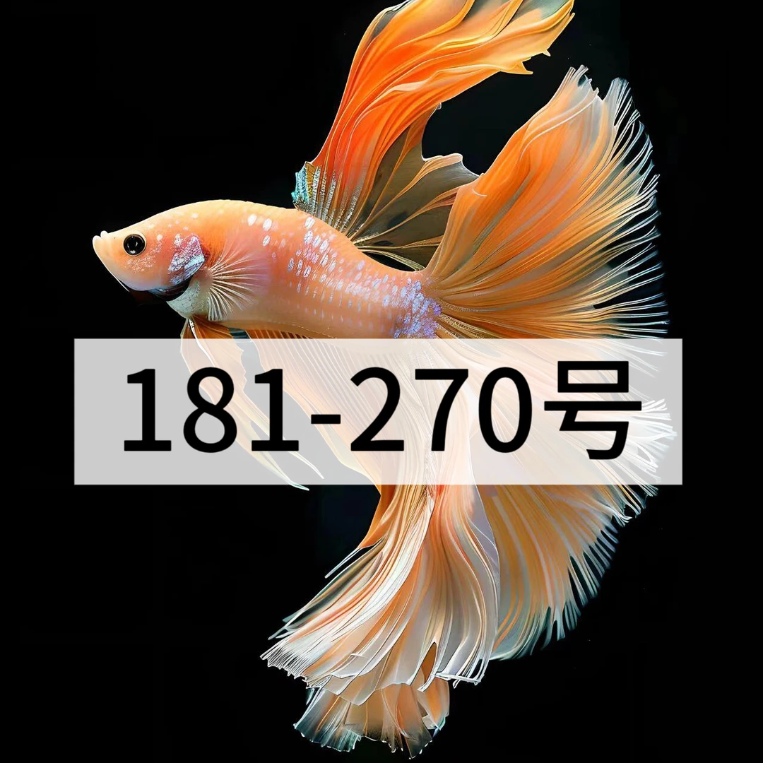 181-270号泰国精品斗鱼活鱼好养耐活观赏鱼半月婚纱鱼小宠物鱼