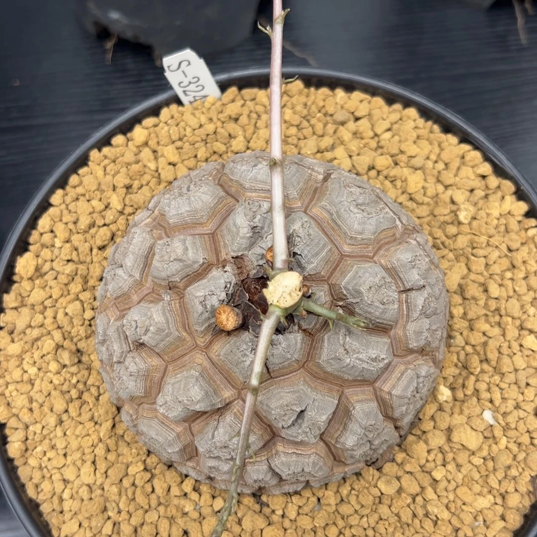 精品盆栽养定的龟甲龙324号